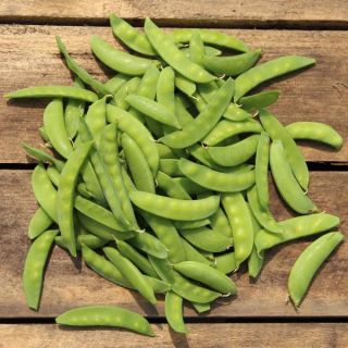 Oregon Giant Peas Thumbnail